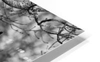 Winter Woods HD Metal print