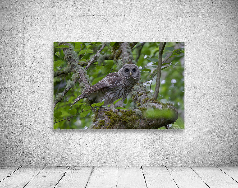 Alit Wall Preview
