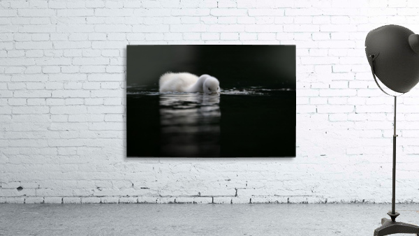 Cygnet Wall Preview