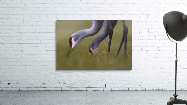 Florida Sandhills Wall Preview