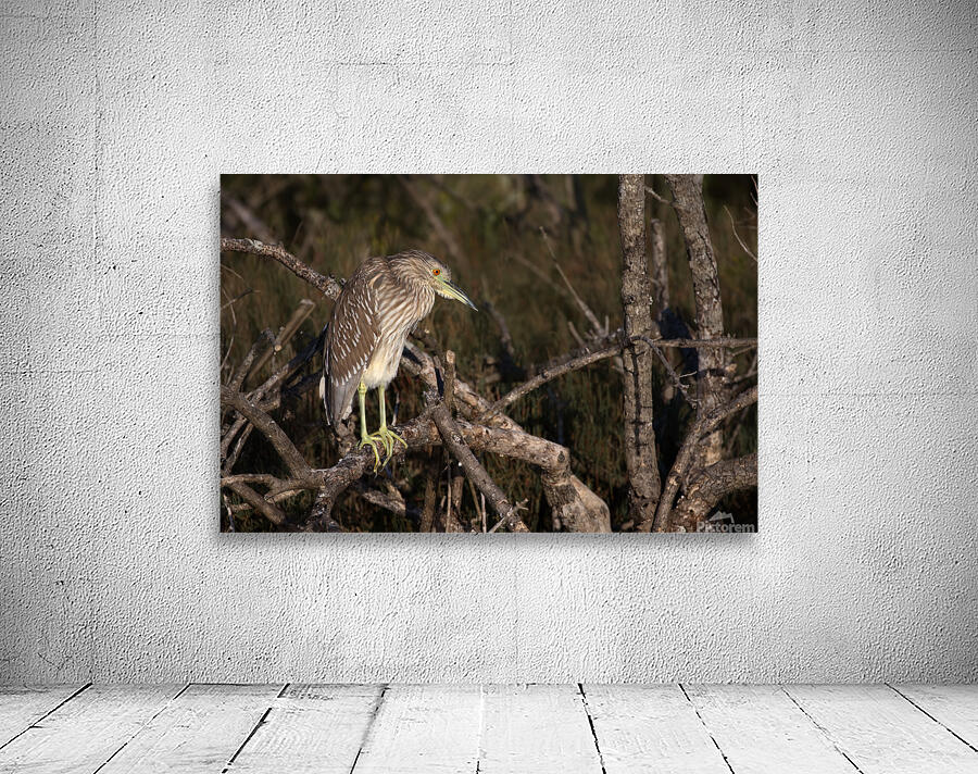Watchful Wall Preview