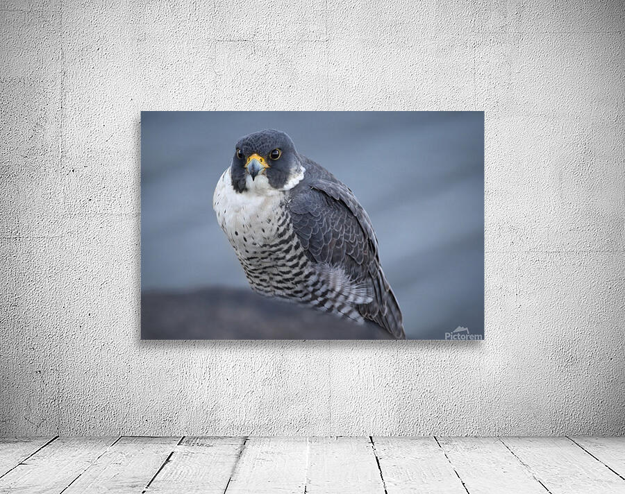 Peregrine Wall Preview