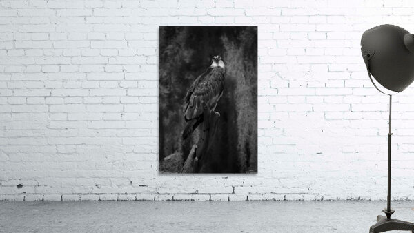 Monochrome Wall Preview