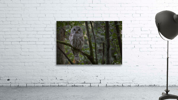 Into the Woods Wall Preview