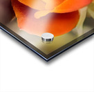 F1EB6ED2 52EF 4782 8D56 26D2EF49E96A Acrylic print