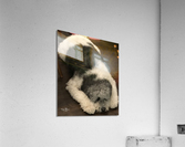 C3A4109B F8D3 49CD 88C1 62E24BAC92EA Acrylic Print