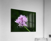 2BC7E26E 33D0 4A16 85B3 9CBF018D417E Acrylic Print