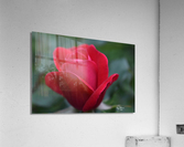 22EA81AB 4C66 4EBB B39D BE8151FCD829 Acrylic Print