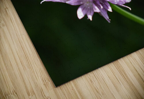 2BC7E26E 33D0 4A16 85B3 9CBF018D417E Carlotta Kay Blanc puzzle