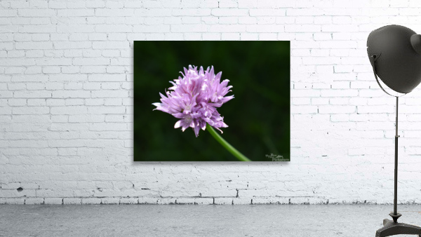 2BC7E26E 33D0 4A16 85B3 9CBF018D417E Wall Preview