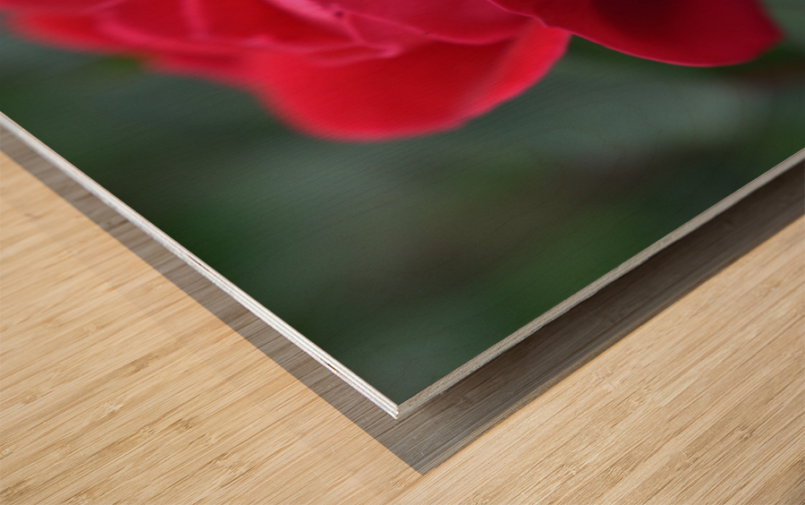 22EA81AB 4C66 4EBB B39D BE8151FCD829 Wood print