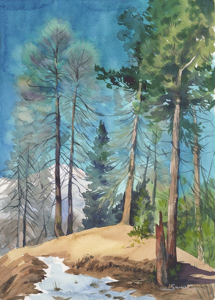 Pine forest Digital Download