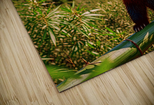 Himalayan Virtuoso Frantz Cialec puzzle