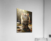 Cats Curious Exploration Environment Acrylic Print