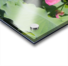 Two Lotus Acrylic print