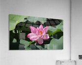 One Lotus Acrylic Print