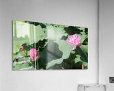 Two Lotus Acrylic Print