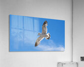 Seagull Acrylic Print