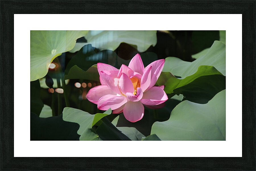 One Lotus Picture Frame print