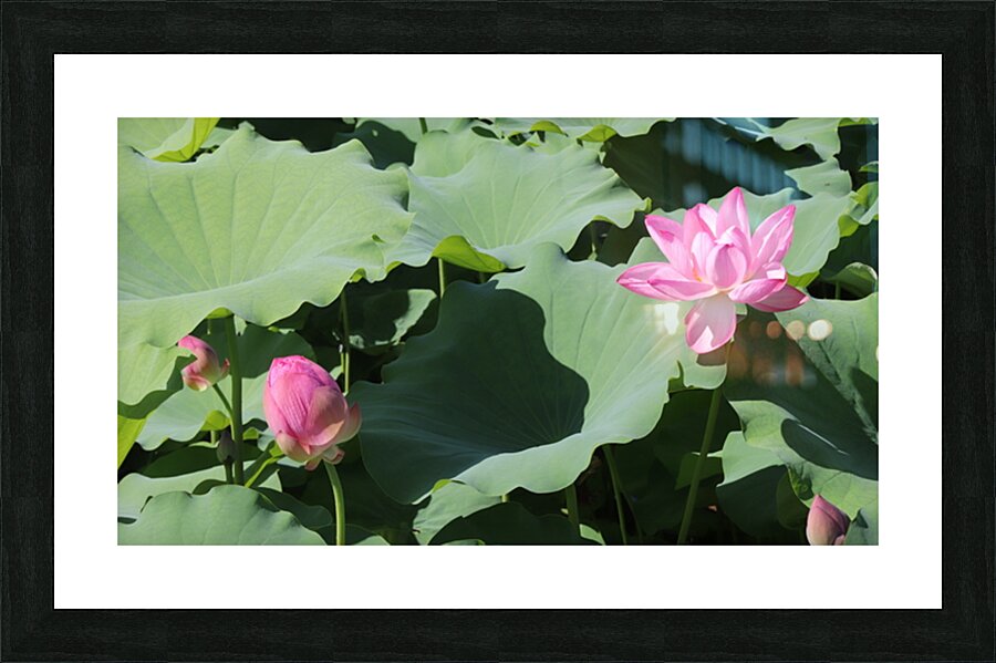 Two Lotus Picture Frame print