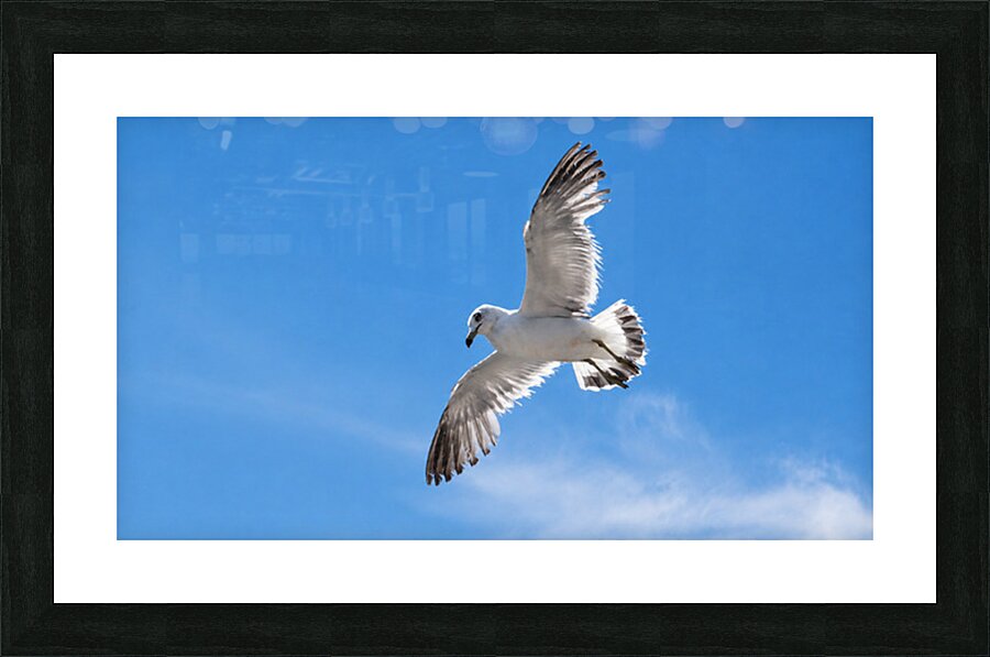 Seagull Picture Frame print