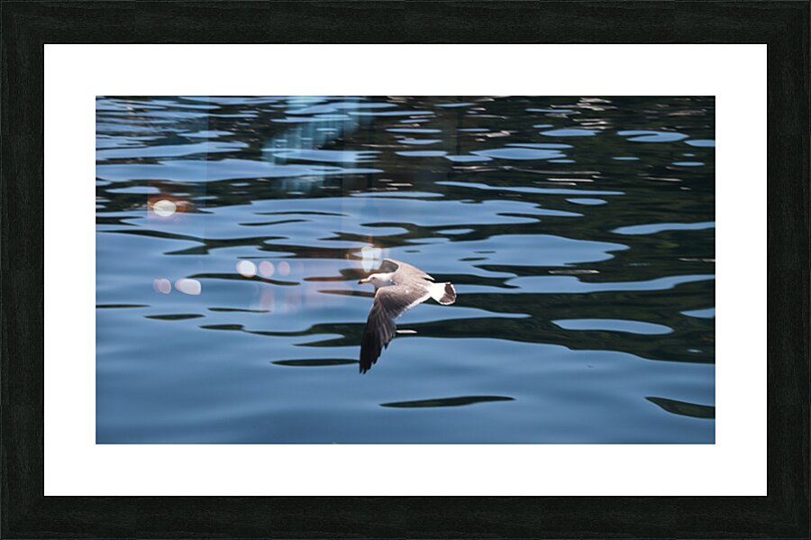 Low flying seagull Picture Frame print