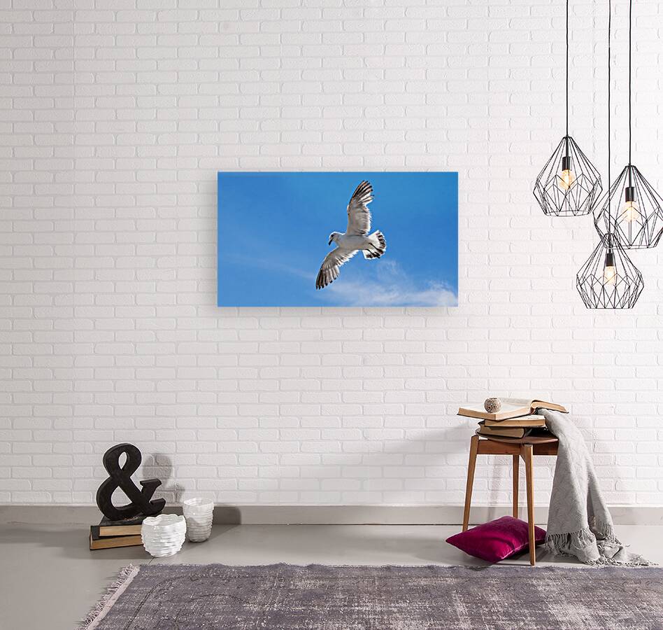 Seagull Reproduction