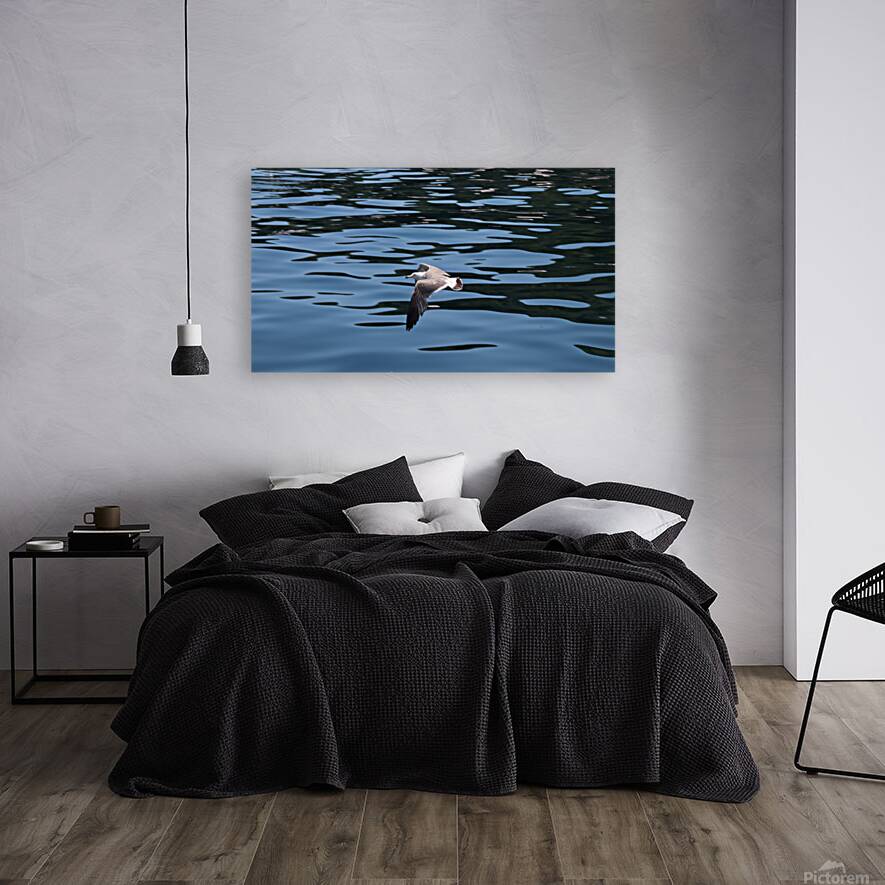 Low flying seagull Reproduction