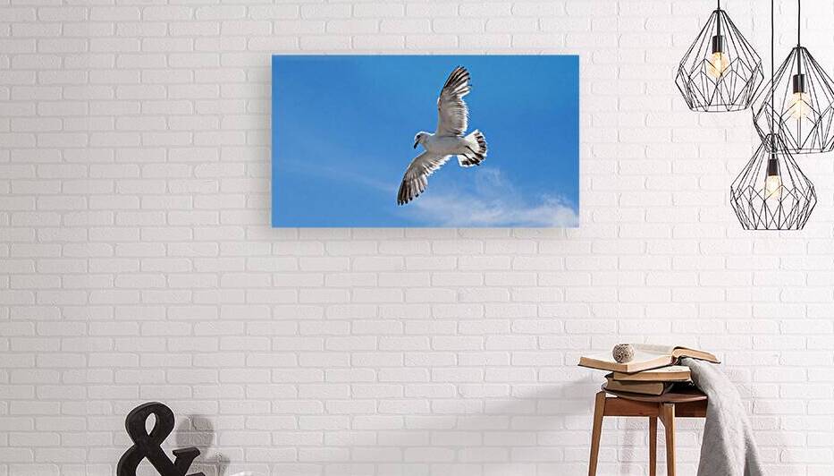 Seagull by Jay Ying