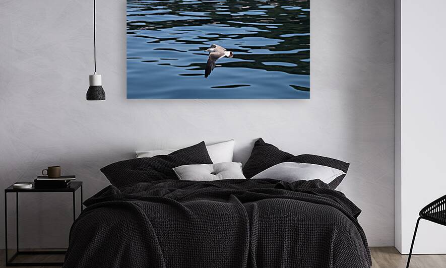 Low flying seagull by Jay Ying