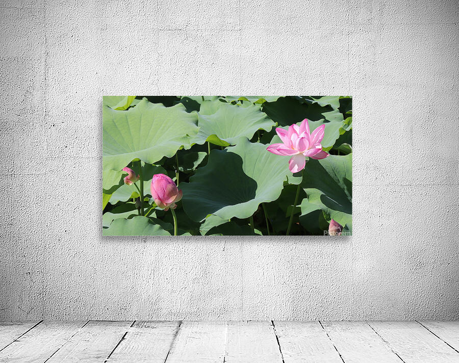 Two Lotus Wall Preview