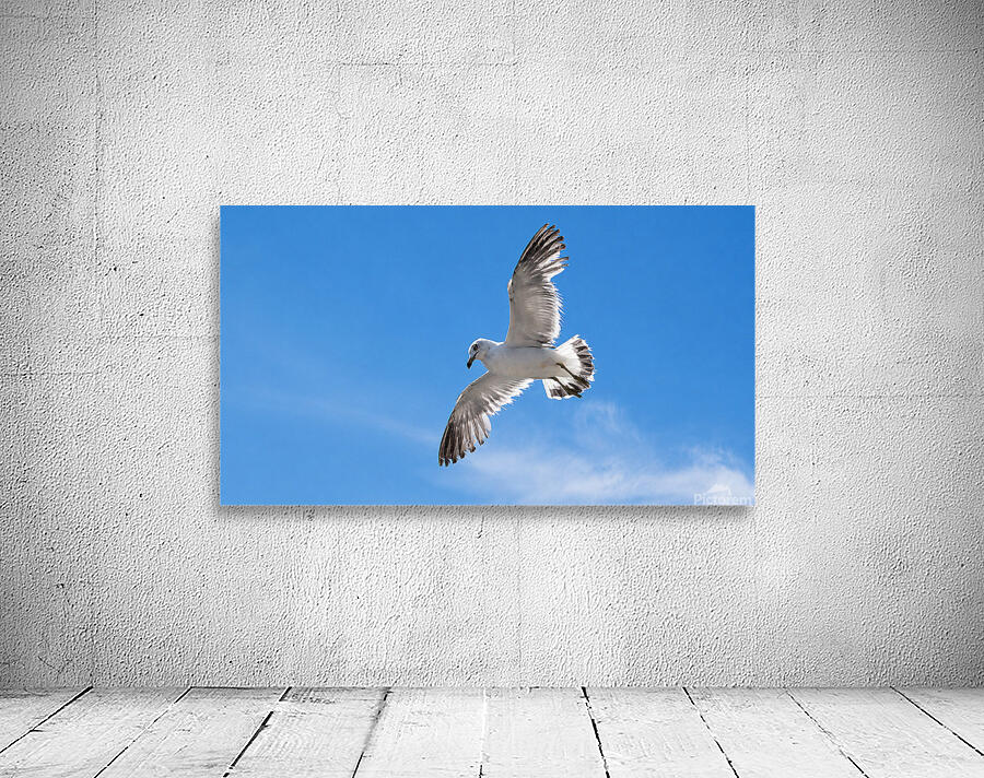 Seagull Wall Preview