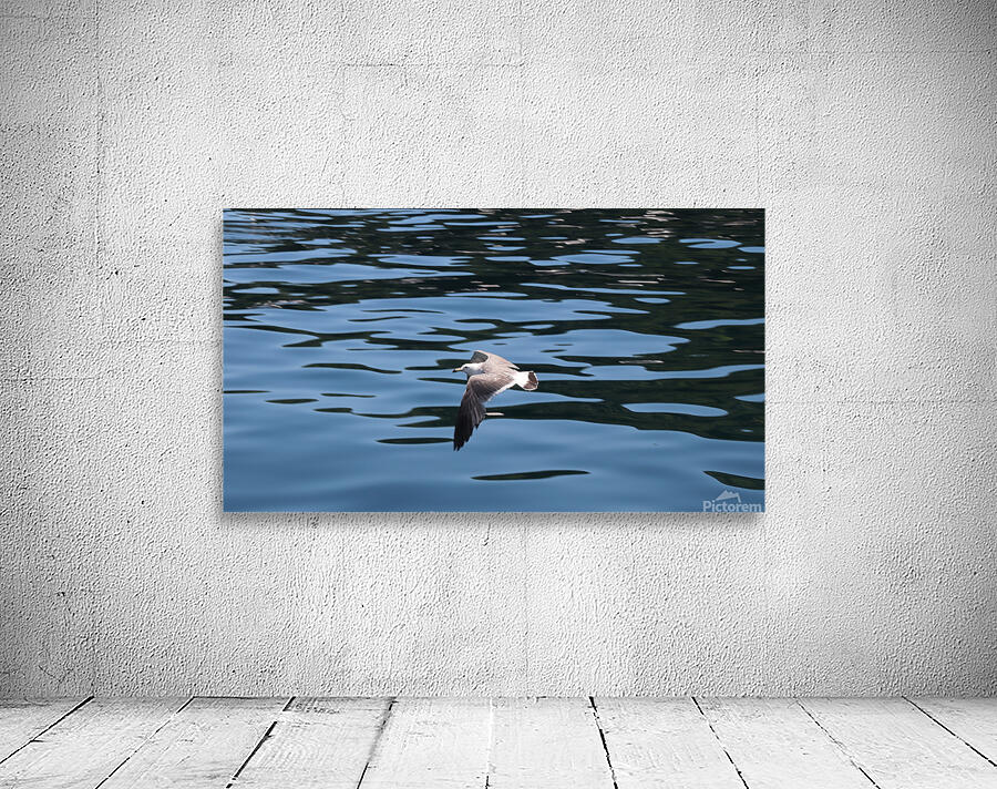 Low flying seagull Wall Preview