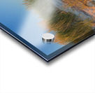 Golden Grass Blue Sky Acrylic print