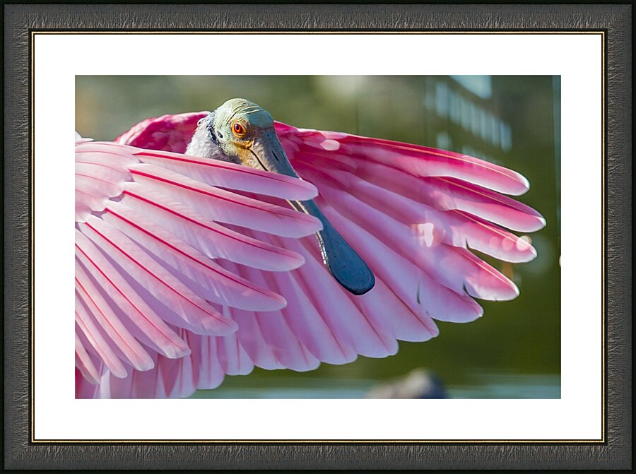 Arent I Cute? Picture Frame print