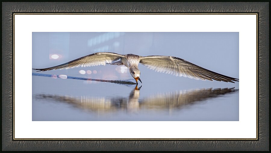 Skimmer Skimming Picture Frame print