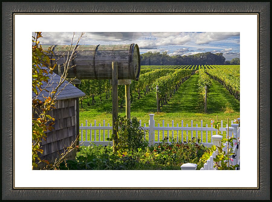 Vineyard View Picture Frame print