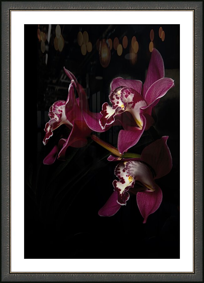Orchid Trio Picture Frame print