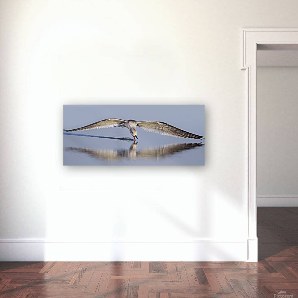 Skimmer Skimming Reproduction