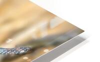 In a Flash HD Metal print