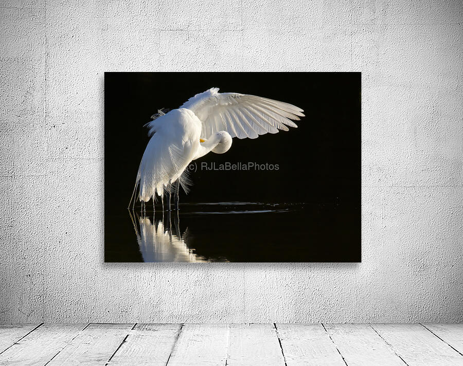 Great Egret Preening Wall Preview