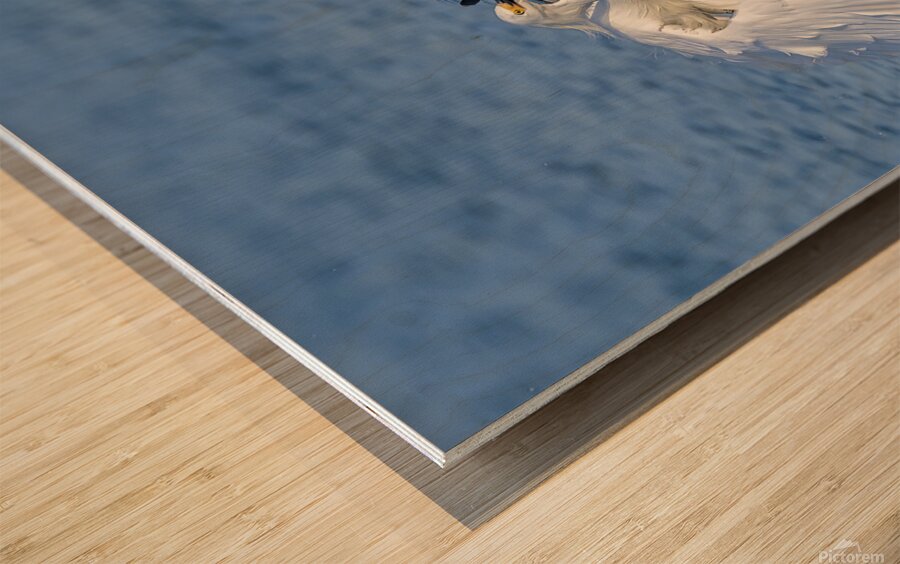 ..Set..Go! Wood print