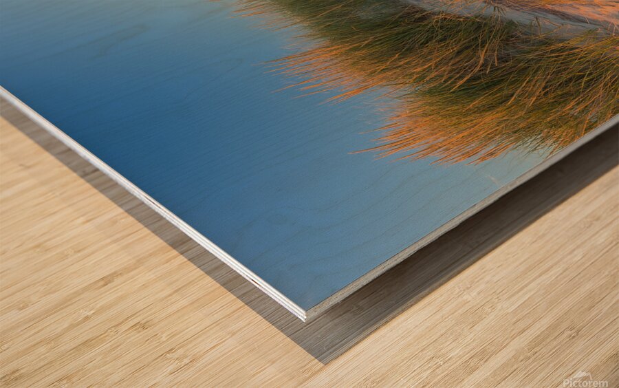 Golden Grass Blue Sky Wood print