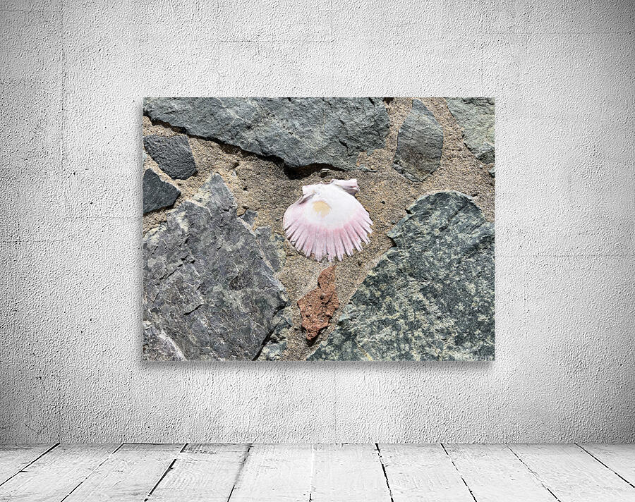 Seashell decoration Wall Preview