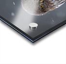 Northern Pygmy Owl Acrylic print