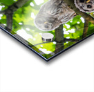 Barred Owlets Acrylic print