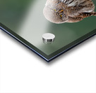 Northern Pygmy Owl Acrylic print