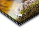 Barred Owlet Acrylic print