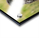 Great Gray Owl Acrylic print