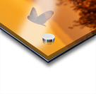 Short-eared Owl Acrylic print